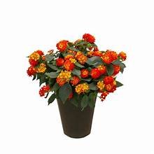 Lantana (Red) in 8" Pot