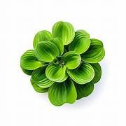Pistia Per Piece