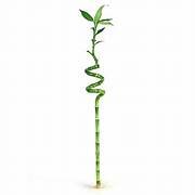 Lucky Bamboo Spiral Stick