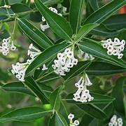 Din Ka Raja in 8"Pot