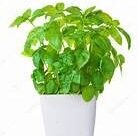 Kopiya Plant in 8" Pot