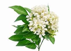 Murraya Paniculata in 8" Pot