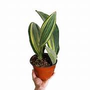 Variegated Whalefine in 8"Pot