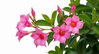 Mandevilla in 8" Pot