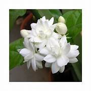 Mogra (Arabian Jasmine) in 8" Pot