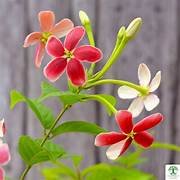 Hybrid Madhumalti in 8" Pot