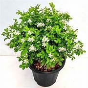 Dwarf Kamini Murraya Paniculata in 8" Pot