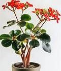Jatropha in 8" Pot
