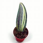 Variegated Dwarf Whalefine in 6" Pot