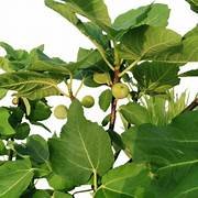 Anjeer/Fig in 8" Pot