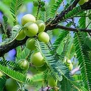 Amla (Indian Gooseberry) in 8" Pot