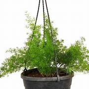 Foxtail Fern Basket in 8" Pot