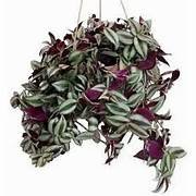 Purple Heart Basket in 8" Pot