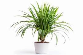 Dracaena Mysore in 6" Pot