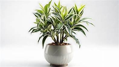 Dracaena Fragrans Victoriae in 6"Pot
