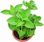 Thymol (Ajwain) in 6" Pot