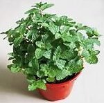 Mint (Pudina) in 6" Pot