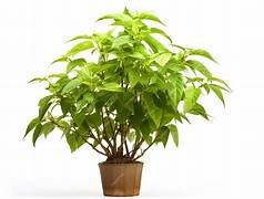 Rama Tulsi in 6" Pot