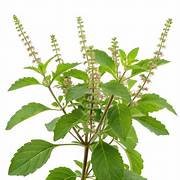 Shayama Tulsi in 6" Pot