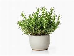Rosemary in 6" Pot