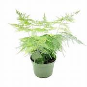 Asparagus Setaceus Plumosus Fern in 6" Pot