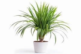 Dracaena Marginata Green in 6" Pot