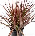 Dracaena Marginata Red in 6" Pot