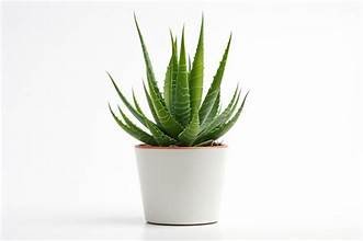 Aloevera in 6"Pot