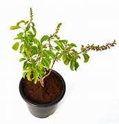 Rama Tulsi in 6" Pot