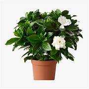 Gardenia jasmine in 6" Pot