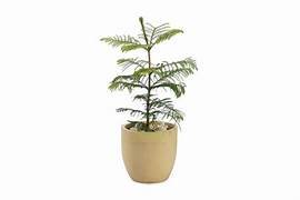 Araucaria plant 2.5ft in 8" Pot