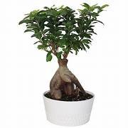 Ficus Microcarpa in 8" Pot