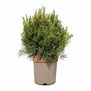Juniperus Chinensis (Mint Julep) in 8" Pot