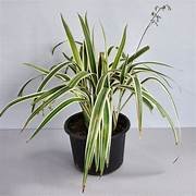 Dianella Tasmanica Variegate in 8" Pot