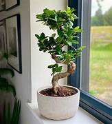 Ficus Bonsai Large in 8" Pot