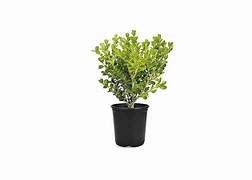 Boxwood Buxus in 8" Pot