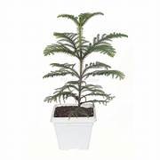 Araucaria plant 1-1.5ft in 8" Pot