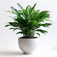 Dracaena Whitney in 6" Pot