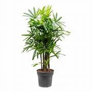 Rhapis Excelsa Palm in 6" Pot