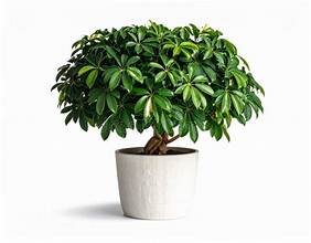 Umbrella Palm in 6"Pot