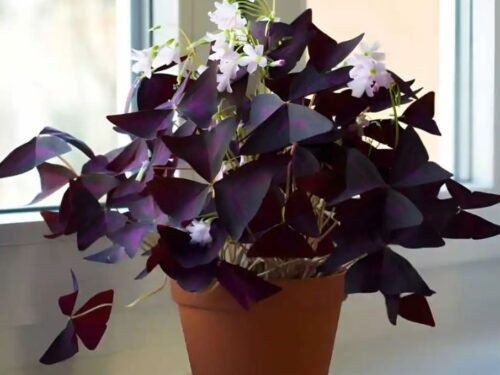 Oxalis Triangularis in 6" Pot