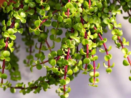 Elephant Bush in 4" Pot