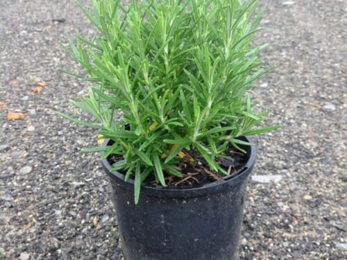Rosemary in 6" Pot