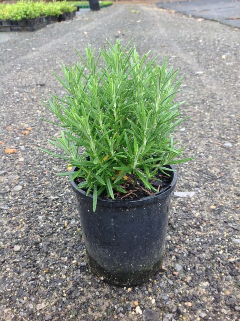 Rosemary in 6" Pot