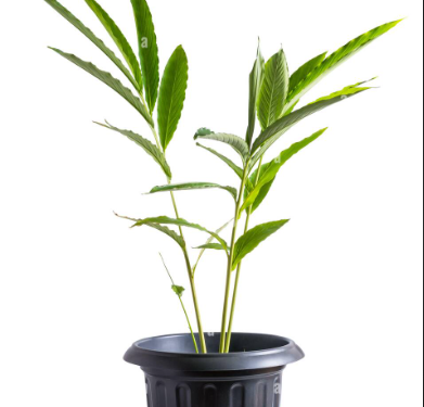 Ilaichi (Cardamom) in 6" Pot