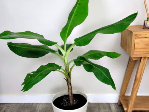 Banana Plant in 8" Pot