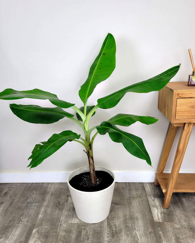 Banana Plant in 8" Pot