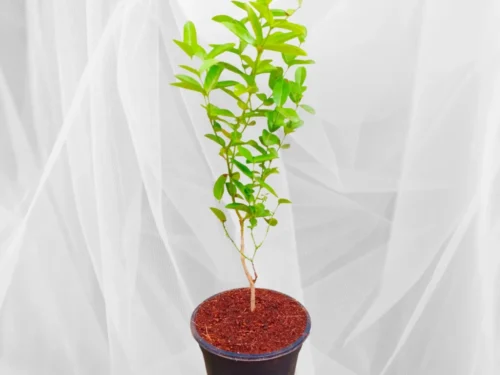 Karonda Plant in 8" Pot