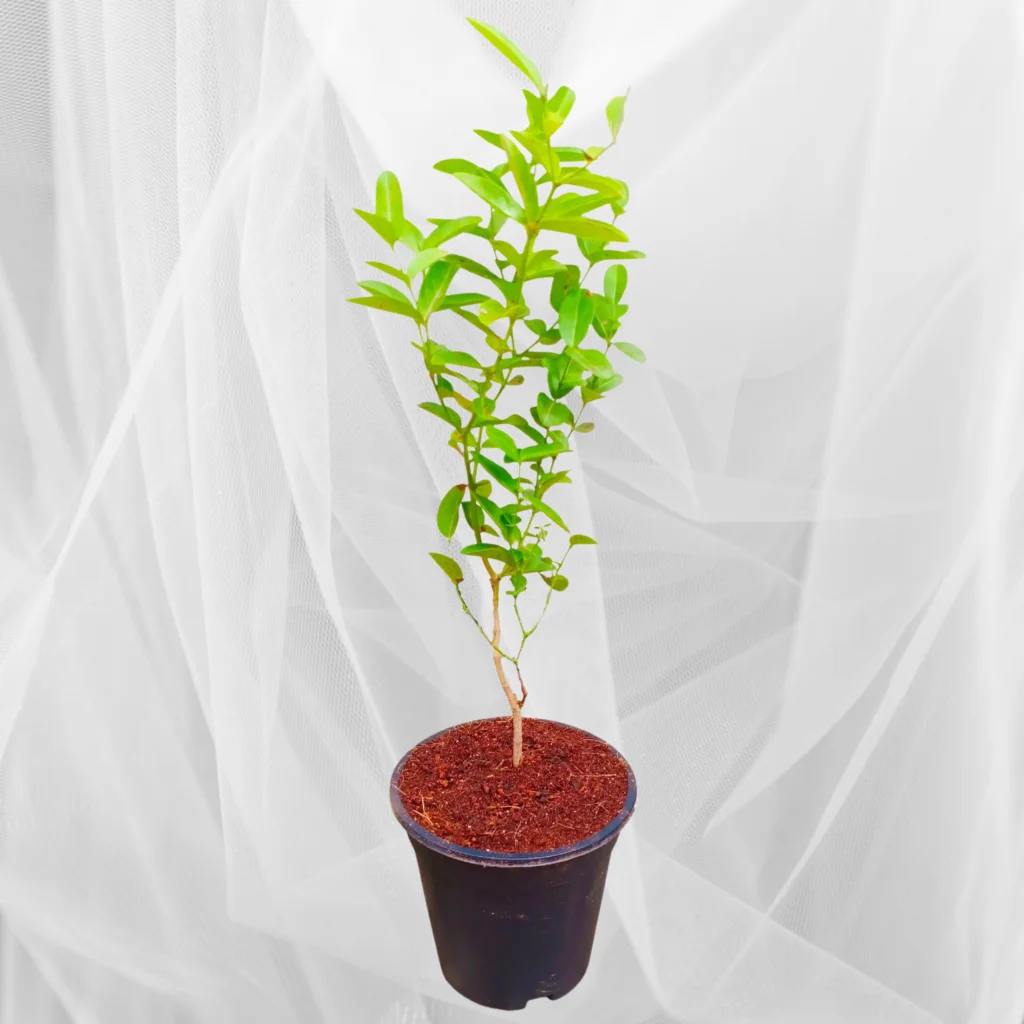 Karonda Plant in 8" Pot