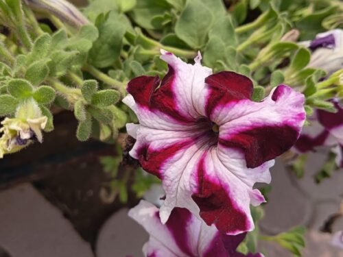 Petunia in 6" Pot